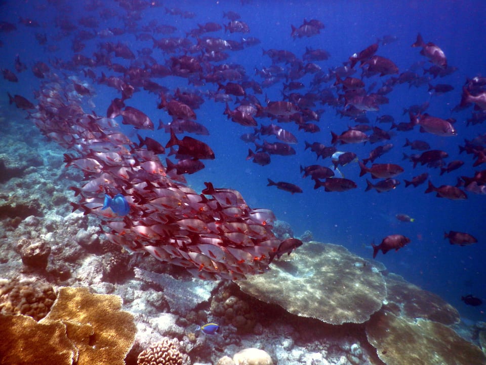 Unterwasserwelt  Kuramathi Maldives