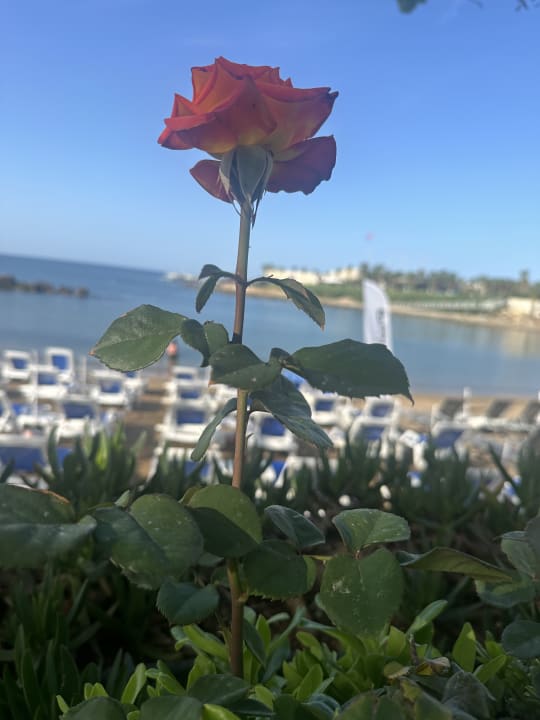 Strand Numa Bay Exclusive Hotel
