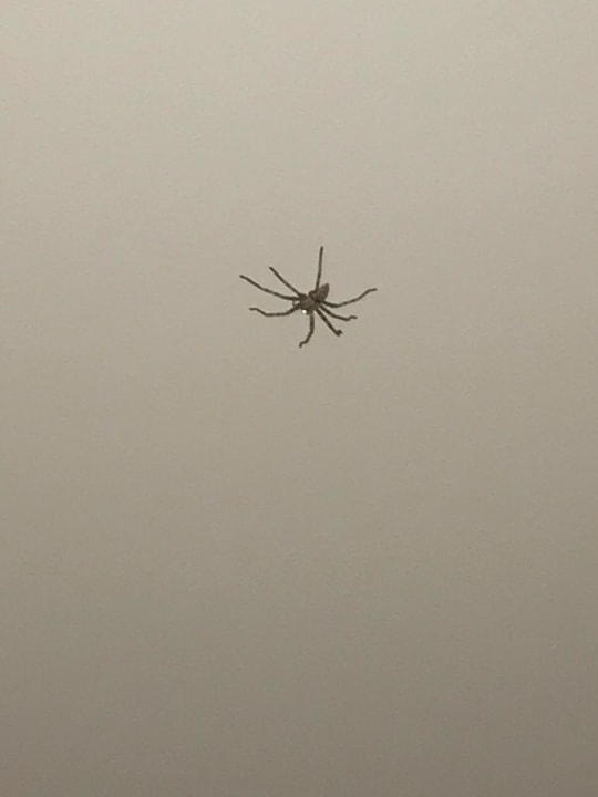 Zimmer Kouros Exclusive