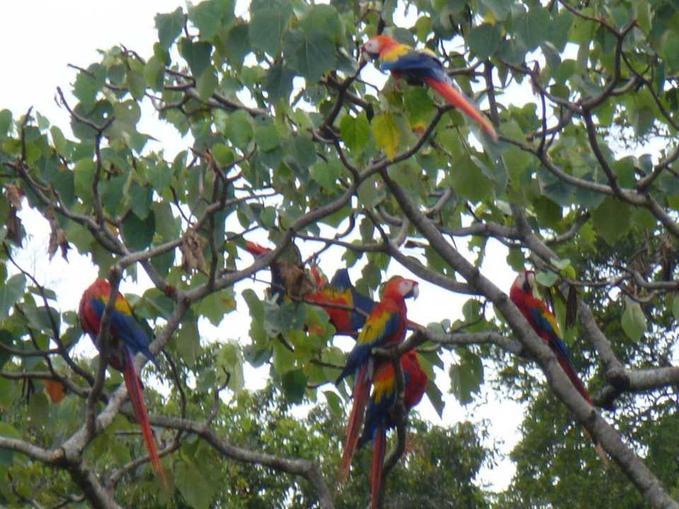Meine Lieblinge - Aras La Leona Ecolodge