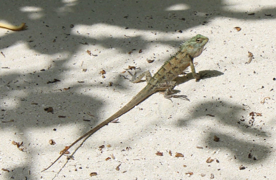 Gecko Adaaran Club Rannalhi - All Inclusive