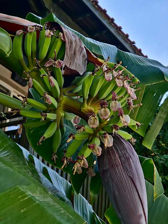 Gartenanlage Paloma Oceana