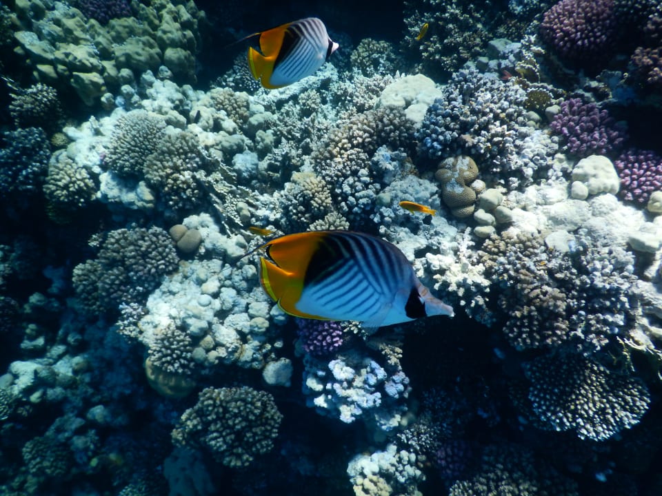 Sport & Freizeit Grand Makadi