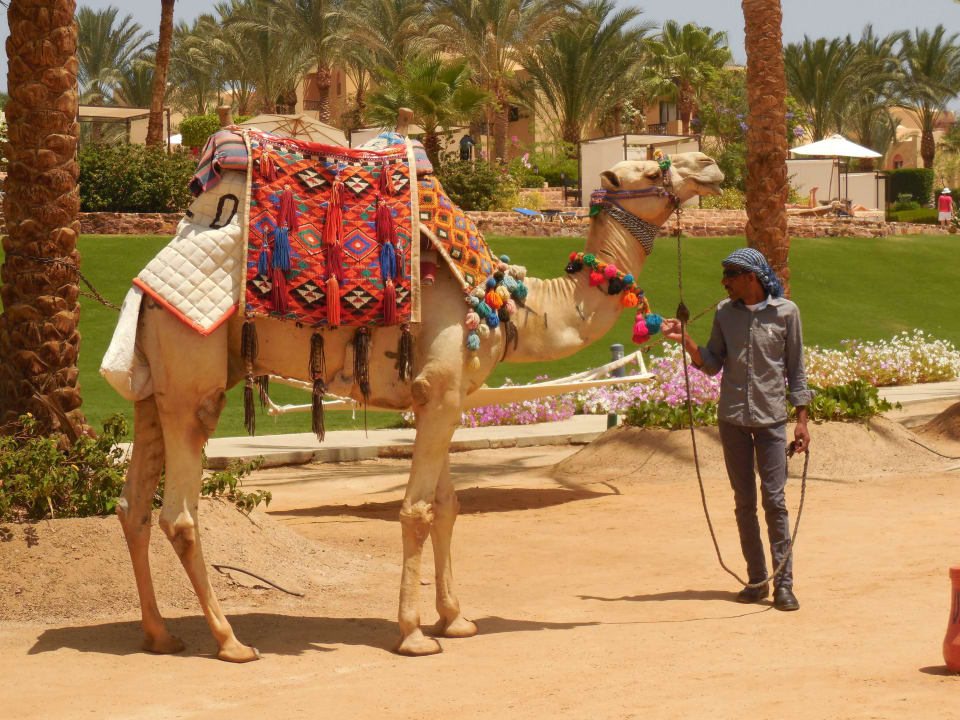 Besuch am Strand Steigenberger Coraya Beach - Adults only