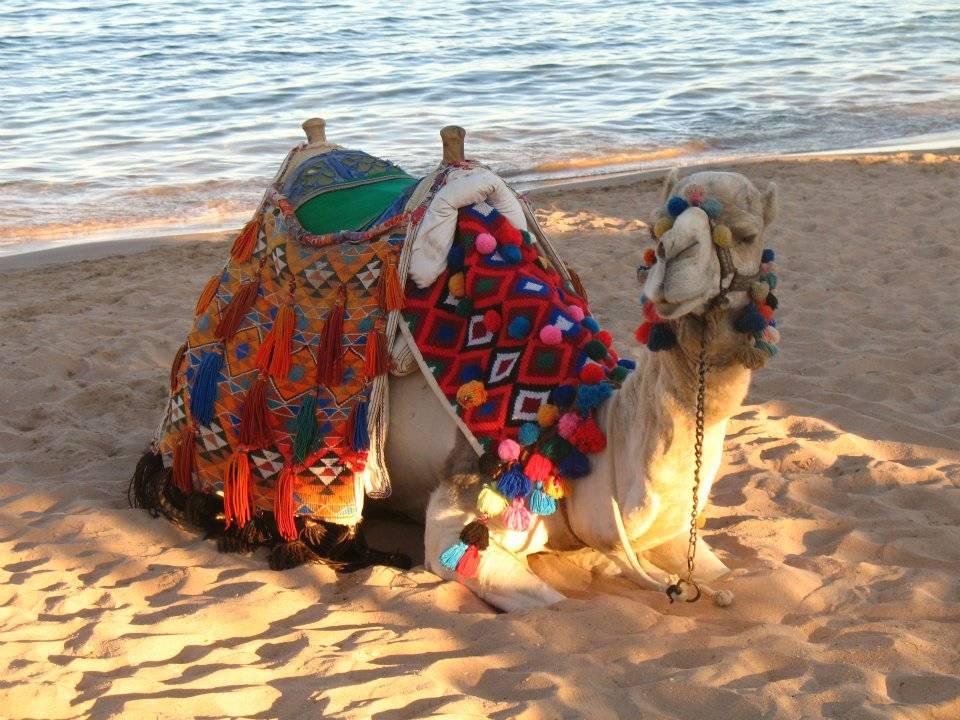 Kamel am Strand  Jaz Makadi Oasis Resort