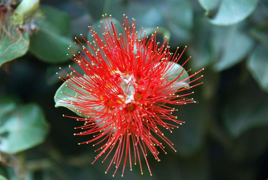 Hotelbotanik Hotel Cordial Mogán Playa