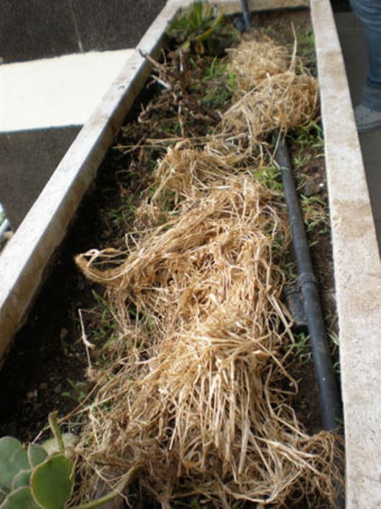 Balkonpflanzen im Sol La Palma Melia La Palma Hotel