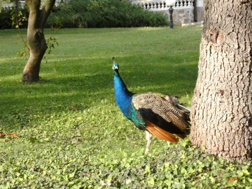 Freilaufende Pfauen Royal Park Hotel & Aqua park