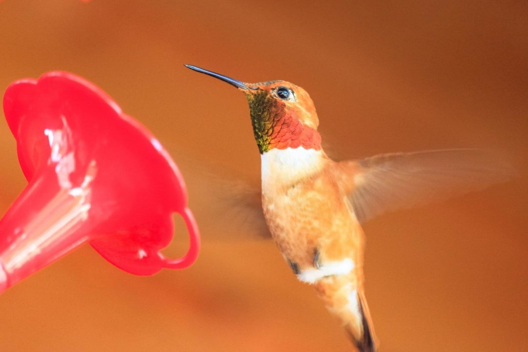 Rufous Hummingbird Bed & Breakfast Moul Creek Lodge