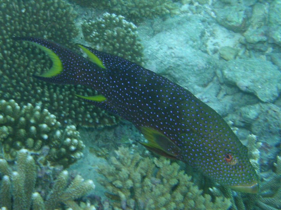 Mondsichelzackenbarsch Mirihi Island Resort