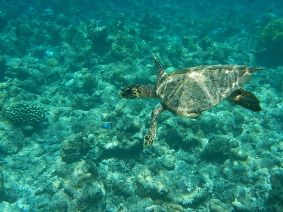 Schildkröte fast jeden Tag am Nordstrand Adaaran Select Meedhupparu Island Resort - Premium All Inclusive