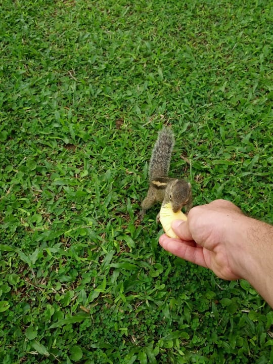 Manche Erdhörnchen sind zutraulich. Ananasessen. Mermaid Hotel & Club