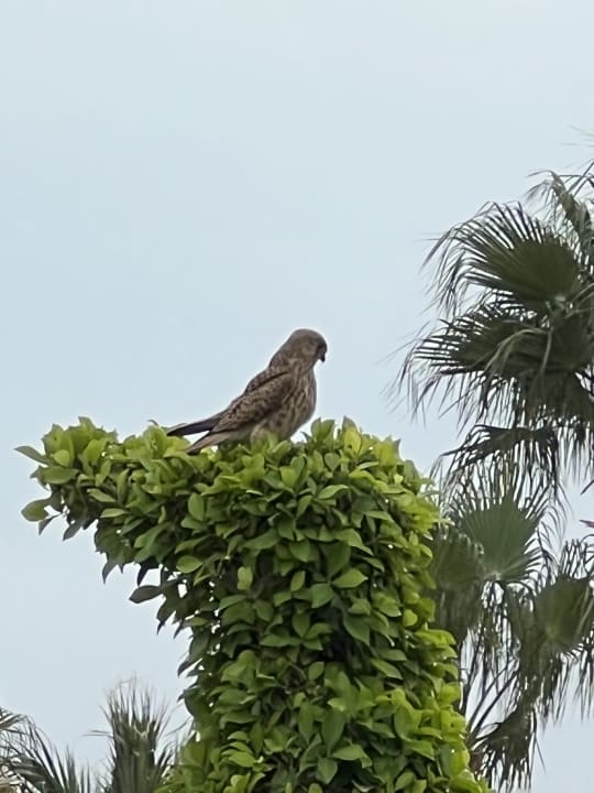 Gartenanlage Jaz Makadi Oasis Resort