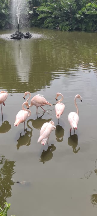 Gartenanlage Hotel Viva Dominicus Beach by Wyndham - All Inclusive Resort