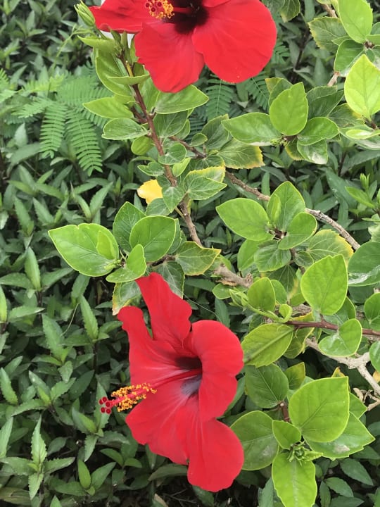 Gartenanlage Marlin Inn Azur Resort