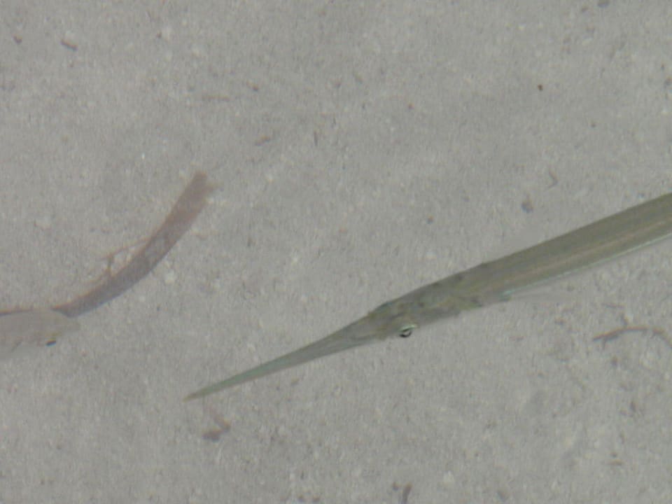 Fische vor der Haustür Hotel Riu Negril
