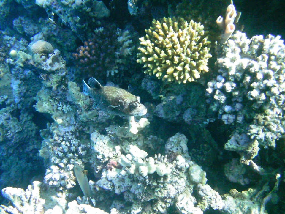 Unterwasserwelt Cleopatra Luxury Resort Makadi Bay