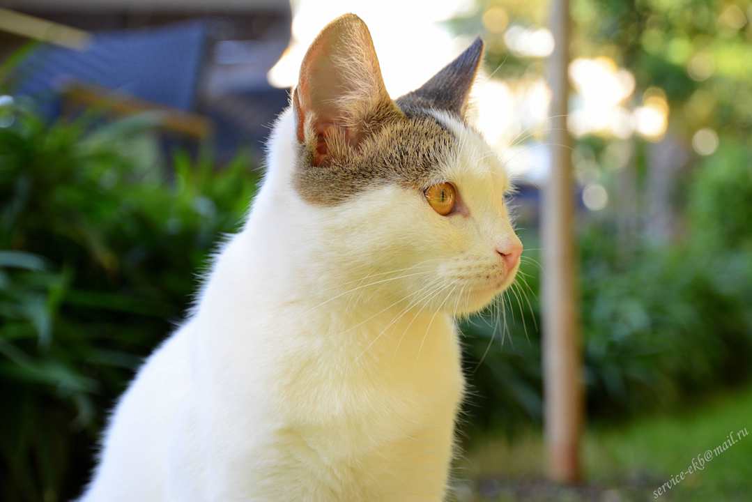 Delphin Imperial Hotel Delphin Imperial