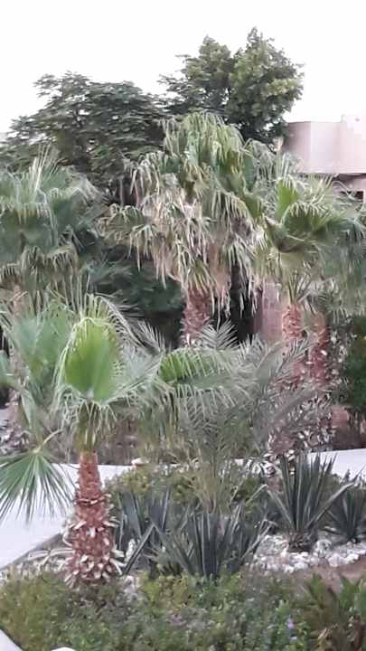 Gartenanlage Shams Alam Beach Resort