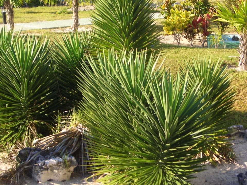 Grüne Anlage des Hotels Bella Isla Resort