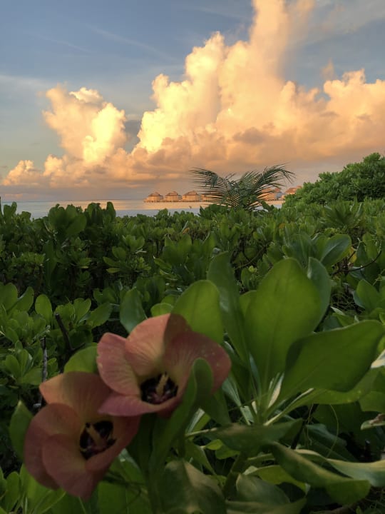 Ausblick Hotel Six Senses Laamu