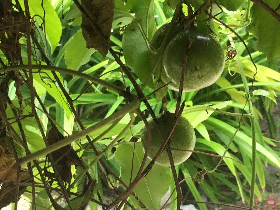 Gartenanlage Adaaran Select Hudhuran Fushi - Premium All Inclusive