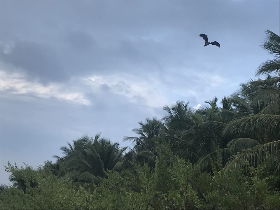 Ausblick Embudu Village