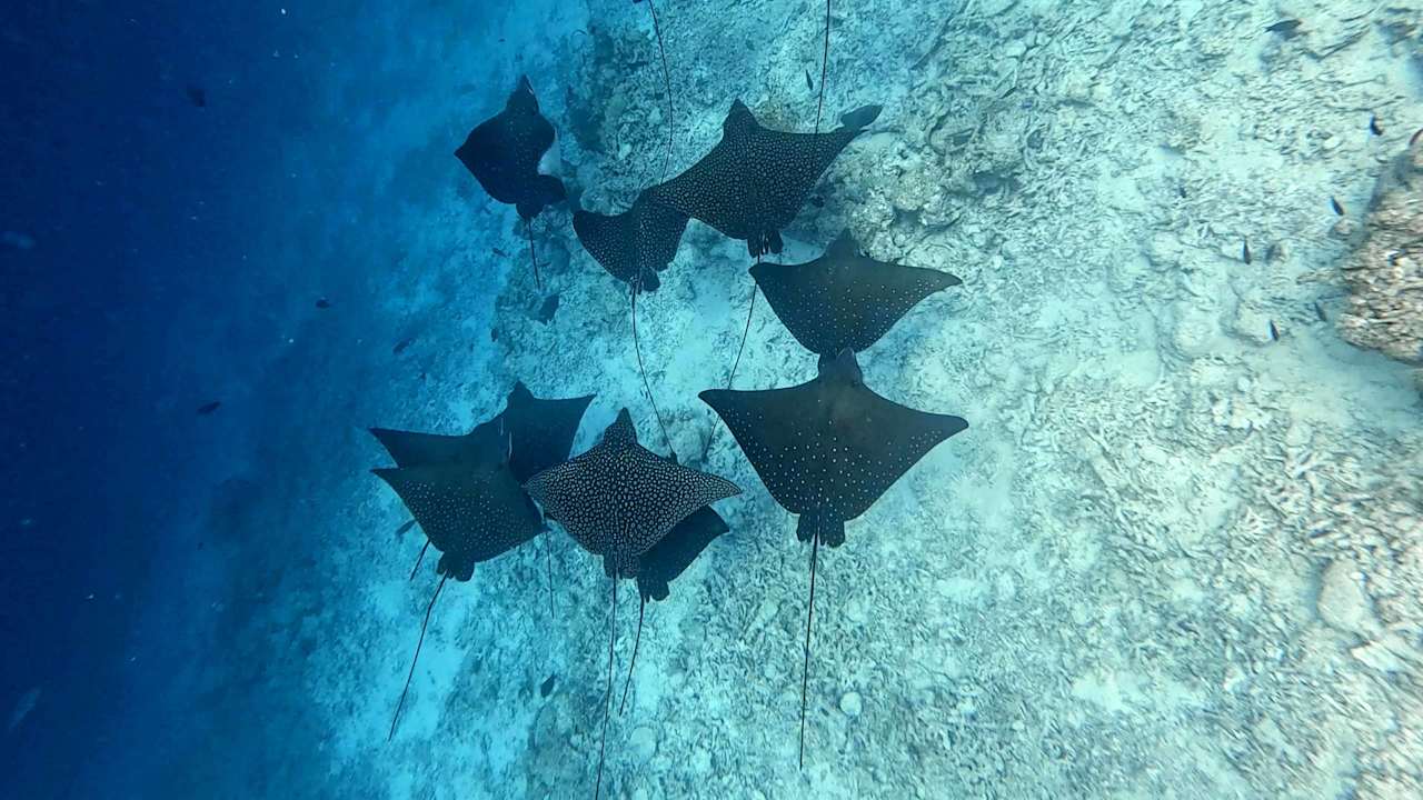 Sport & Freizeit Vilamendhoo Island Resort & Spa