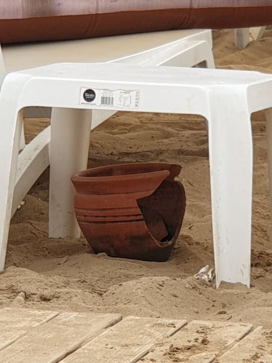 Strand Seashell Vega