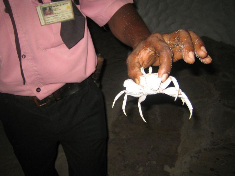 Nächtliche Besucher Hotel Southern Palms Beach Resort