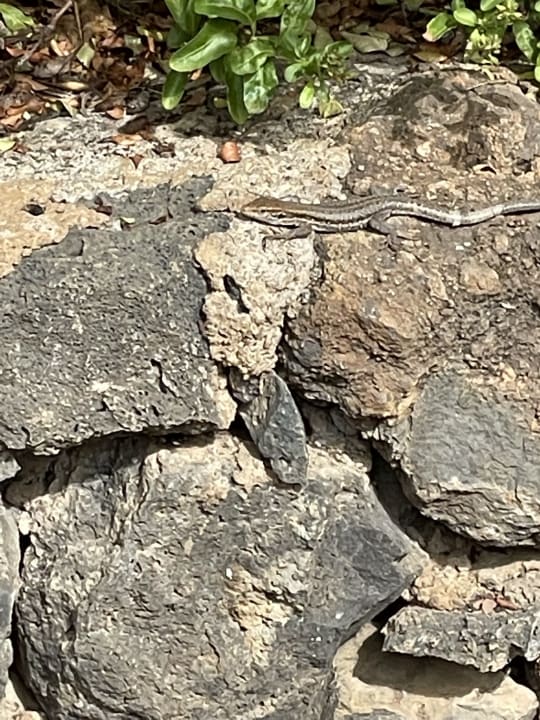 Gartenanlage TRH Taoro Garden