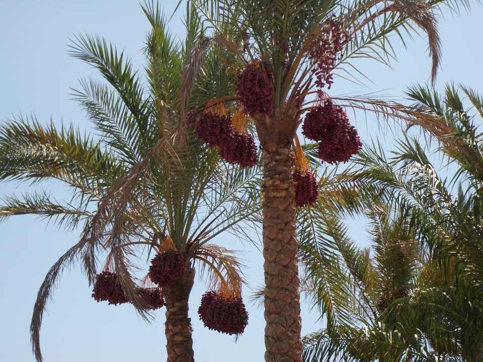 Hotel Sultan Gardens Resort