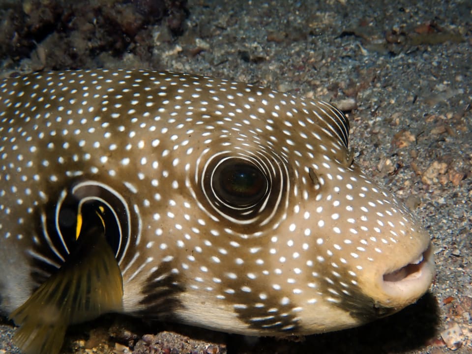 Sport & Freizeit Utopia Beach Club