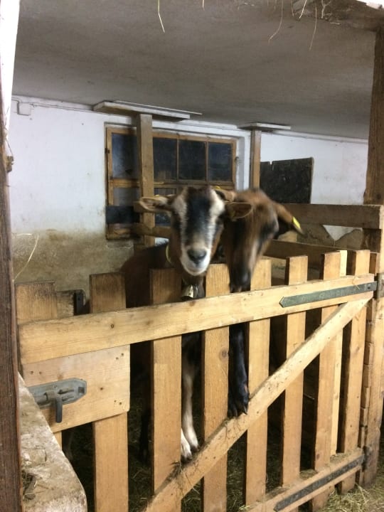 Sonstiges Ferienhof Ettensperger