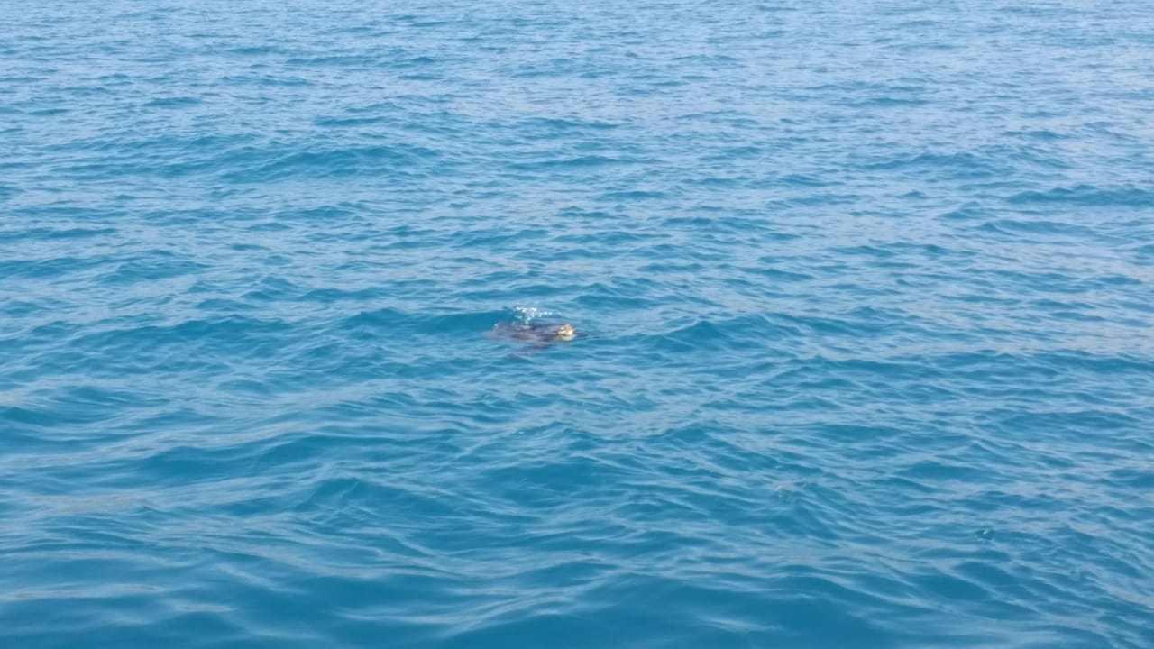 Strand Arycanda Kirman Premium