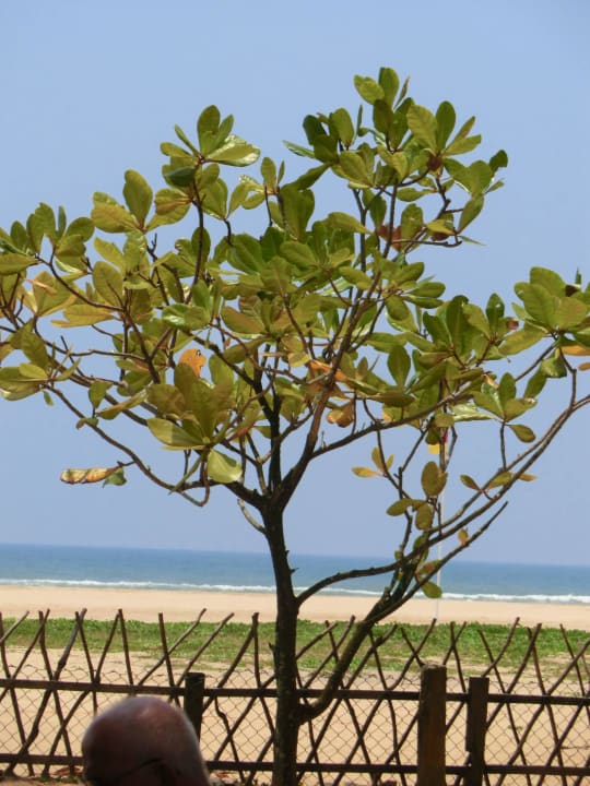 Blick auf den Strand Hotel Club Bentota