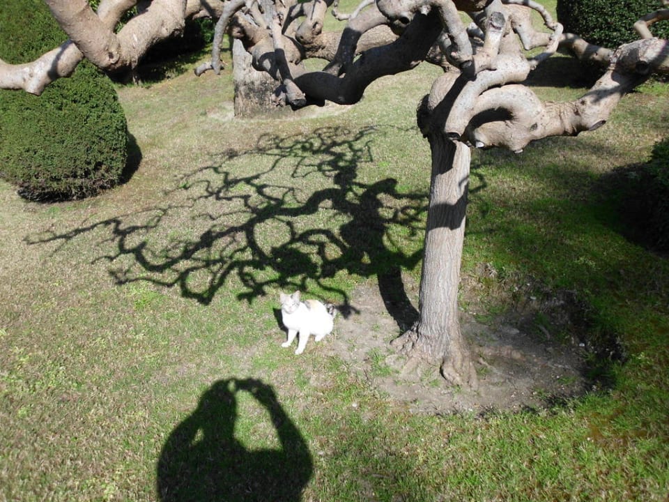 Katze Side Star Elegance