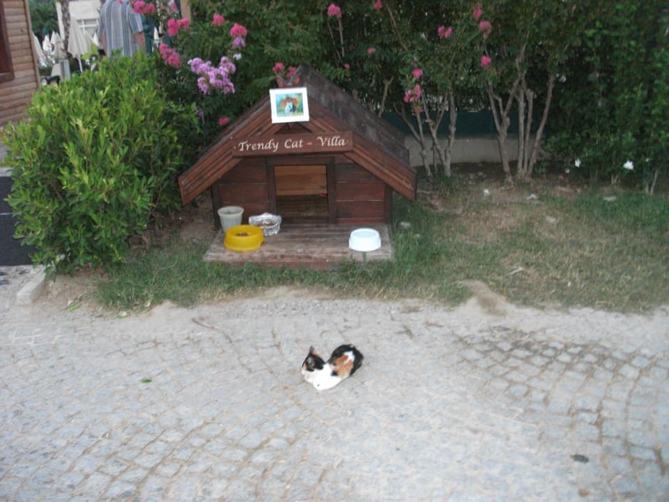 Katzen Villa Sentido Trendy Verbena Beach