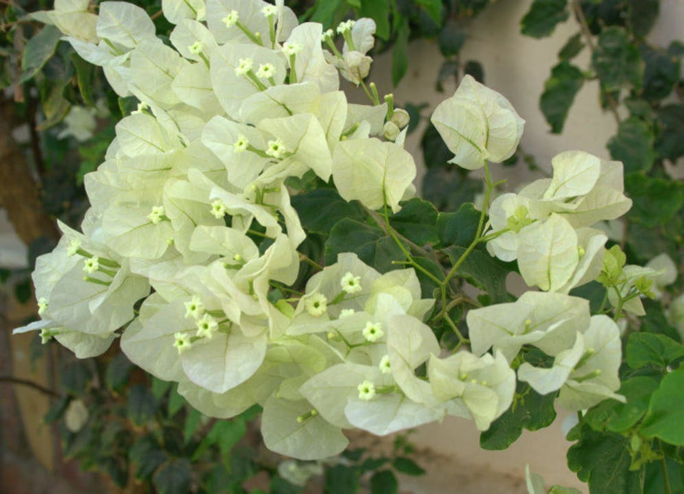 Цветы в саду Shams Alam Beach Resort