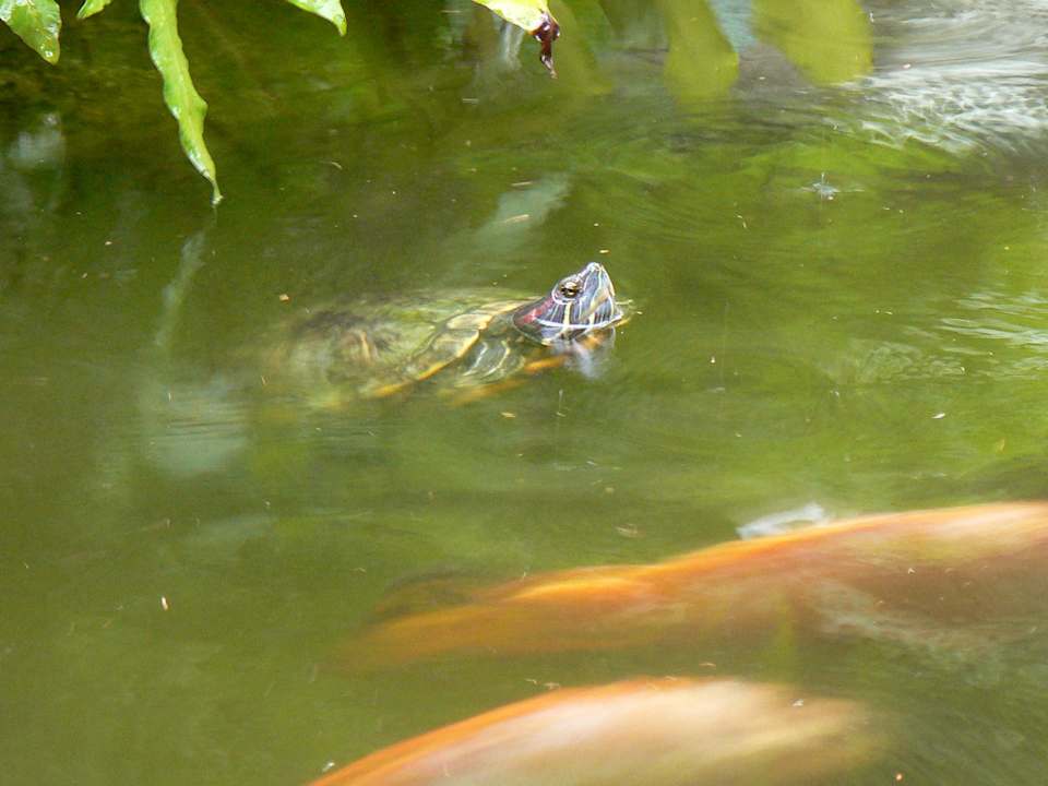 Schildkröte Grand Palladium Kantenah Resort & Spa
