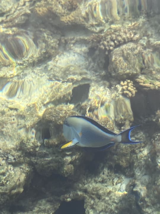 Strand Steigenberger Coraya Beach - Adults only