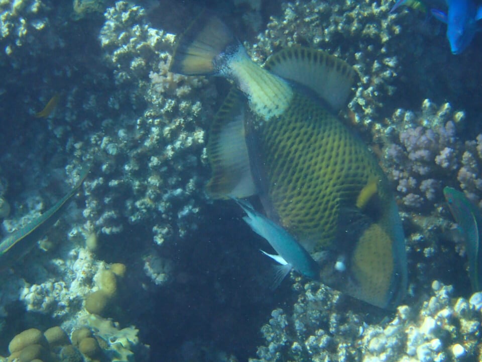 Strand Makadi Spa - Adults only