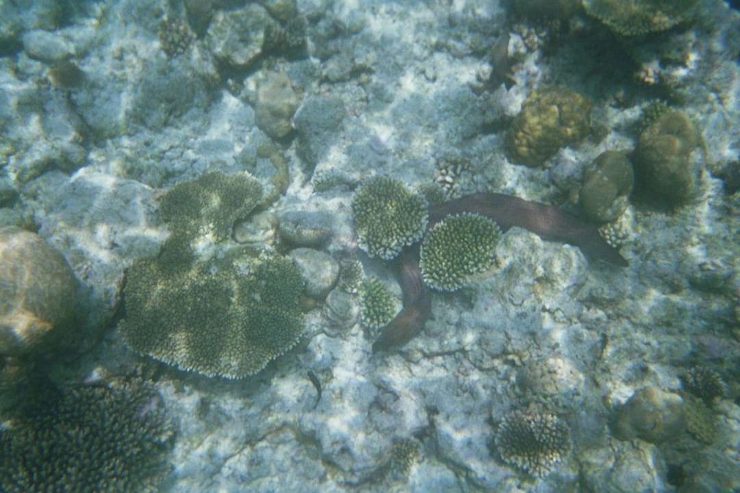 Muräne Kuramathi Maldives