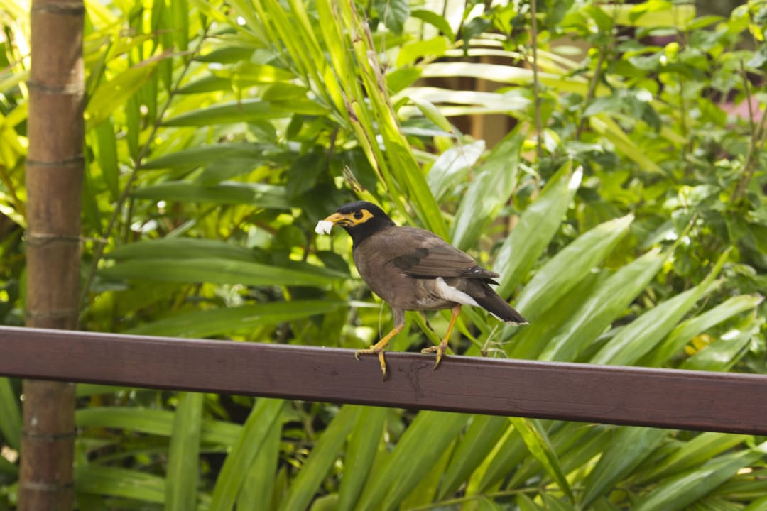 Gartenanlage Laguna Resort Khaolak Laguna Resort