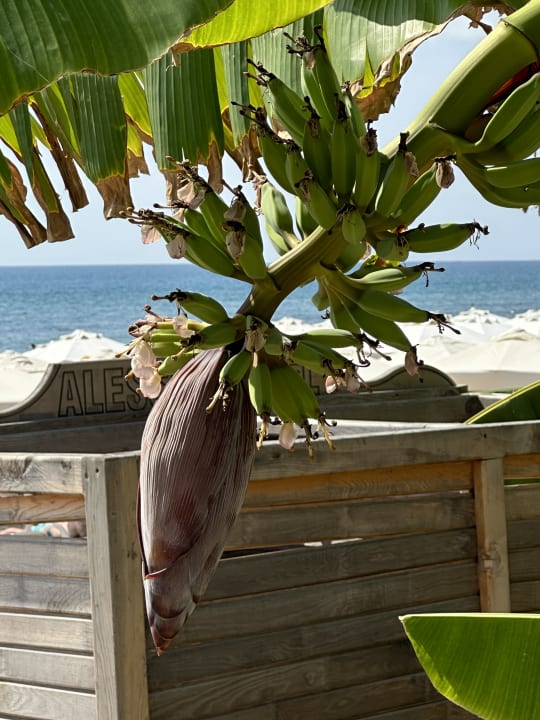 Strand Hotel Defne Star