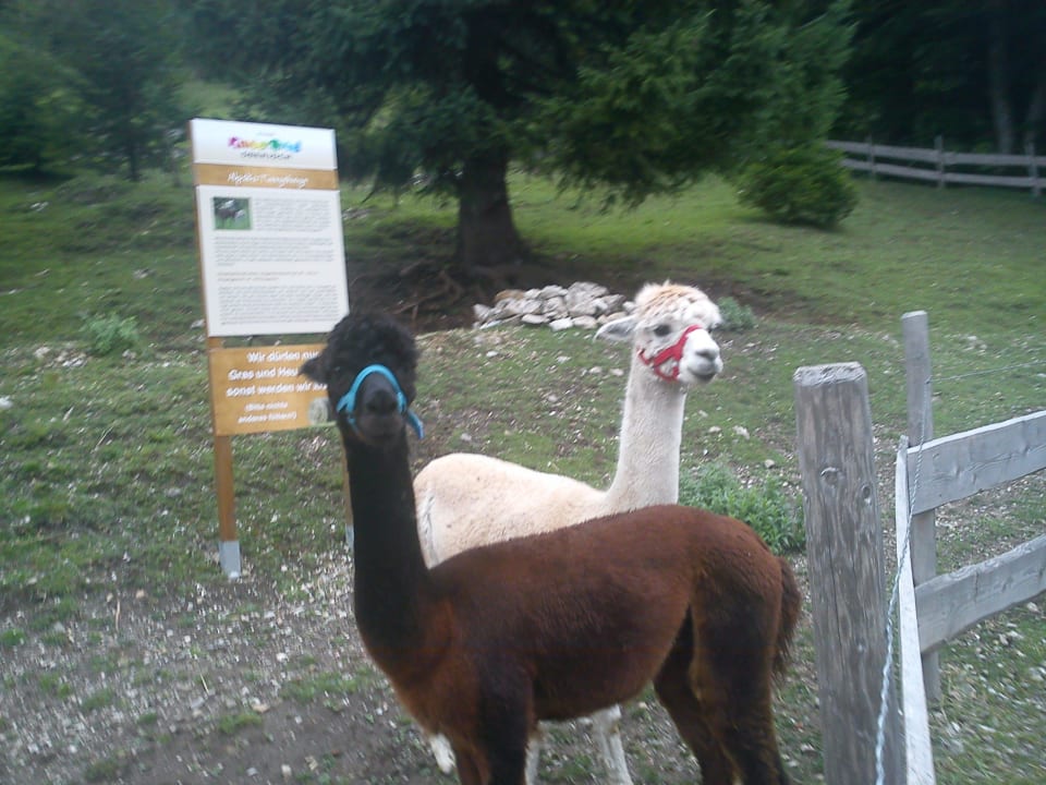 Die zwei Alpakas vom Hotel Oberjoch - Familux Resort