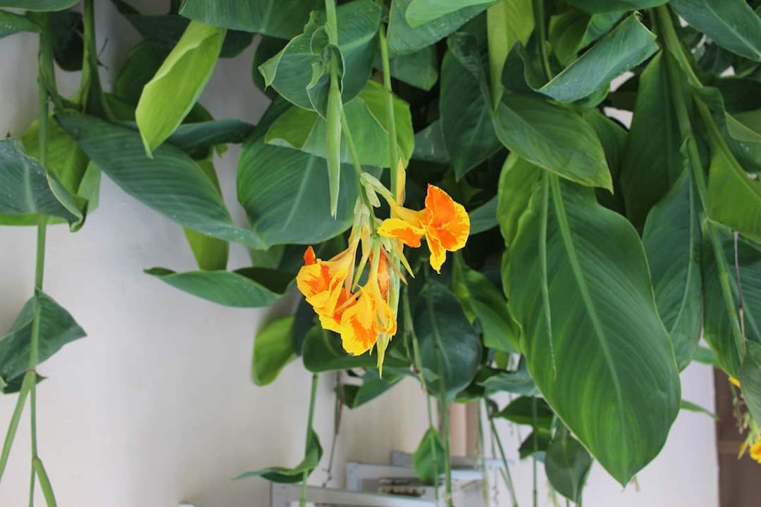 Sonstiges Sirenis Tropical Varadero