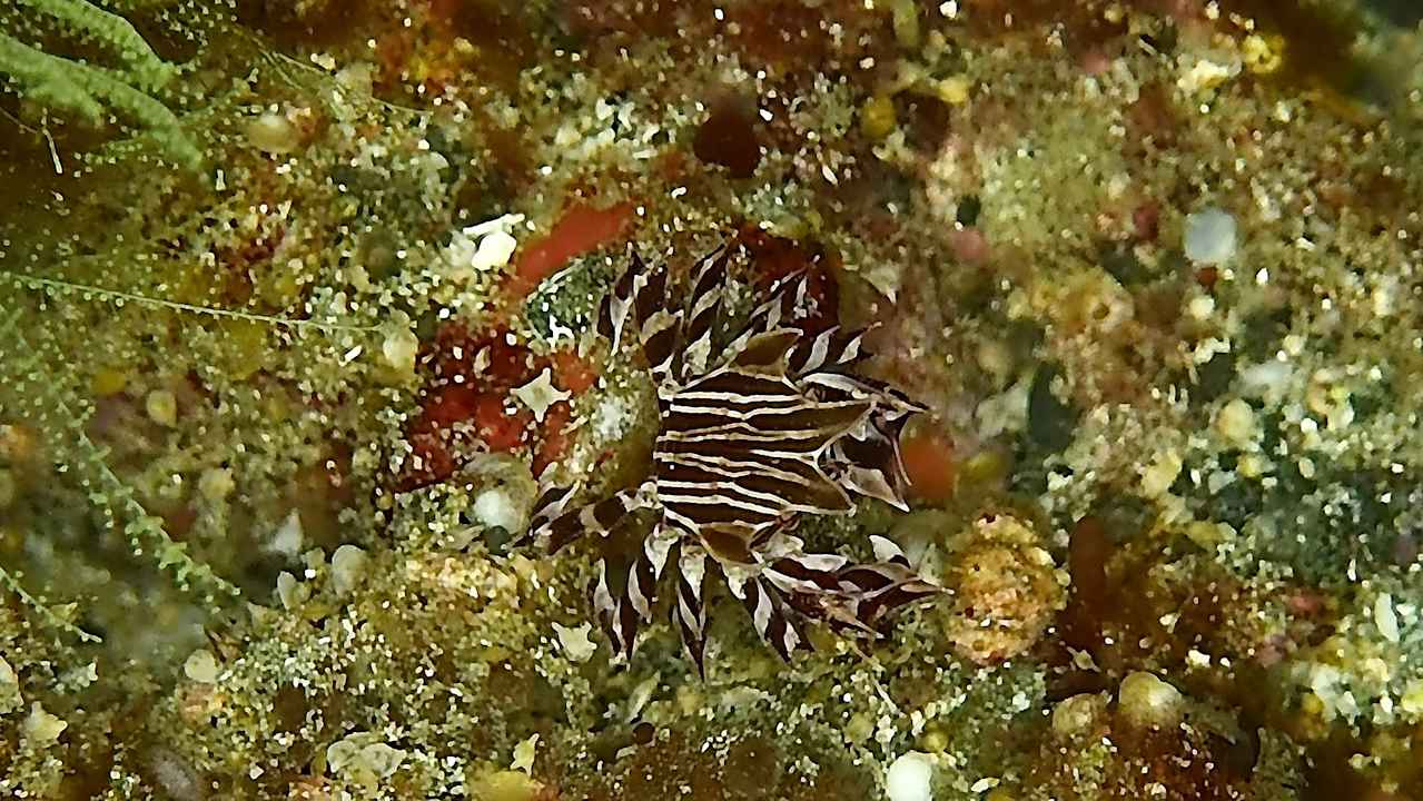 Sport & Freizeit Tompotika Dive Lodge