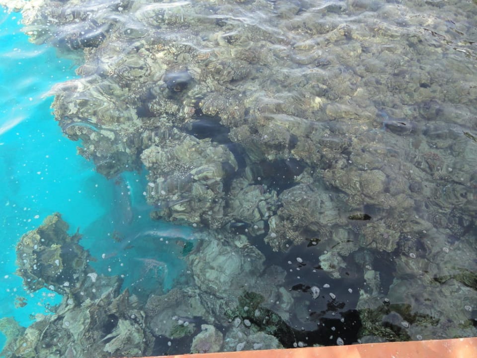 Blick vom Steg ins Wasser Jaz Dar EL Madina