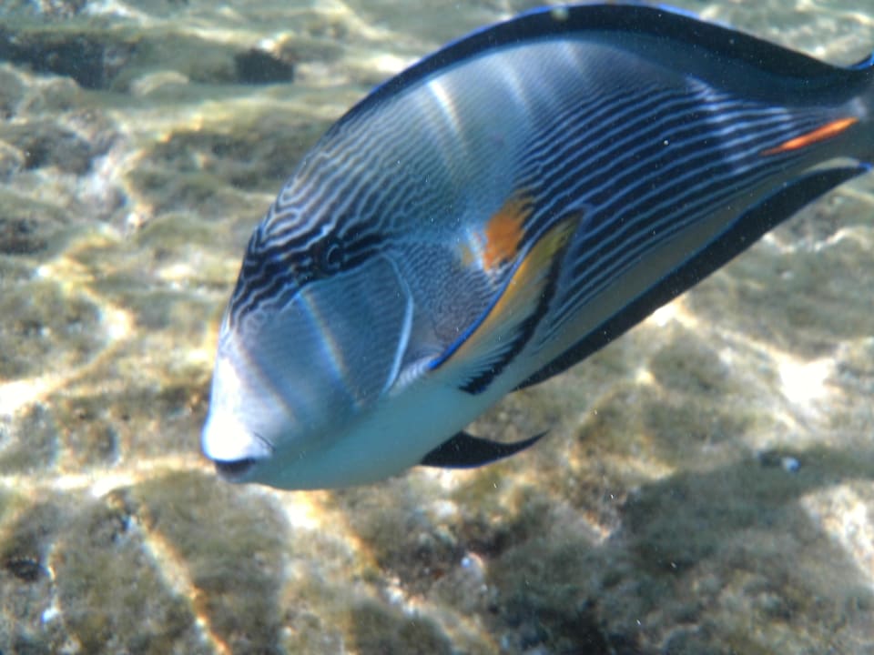 Strand Pickalbatros Citadel Resort